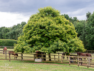 KS300622-101 - Kirtlington Stud Visit